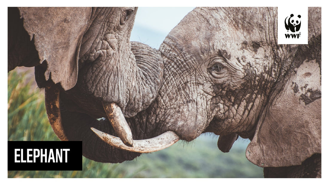 Monarch For Good: We've Adopted Two Elephants With WWF